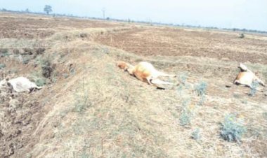 मस्तूरी के लोहर्सी में फिर चार बेजुबानो की गई जान विद्युत विभाग की लापरवाही से लगातार यहां इंसान से लेकर जानवर गंवा रहें जान पर जिम्मेदारों की नहीं खुल रही आंख और कितने घटना के बाद जागेंगे अधिकारी कब कब किसने किसने गंवाई यहां अपनी जान जानें पढ़ें पूरी खबर