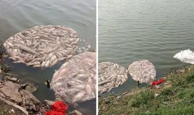 CG - इस तालाब में सतह पर दिखी सैकड़ों मरी मछलियां, मचा हड़कंप, पानी का इस्तेमाल करने से घबरा रहे स्थानीय लोग, सीएमओ ने लिया जायजा, सामने आई ये बड़ी वजह.....