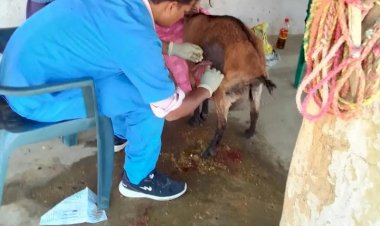 सर्जरी से बकरी के पेट से निकाला गया लगभग 4 किलो बेर का बीज।