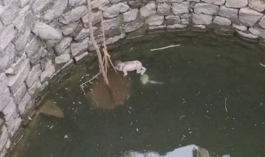 CG - नवजात की निर्ममता से हत्या : कुएं में तैरता मिला नवजात शिशु का शव, इलाके में मचा हड़कंप, आरोपी की तलाश में जुटी पुलिस.....