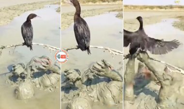 Social Media Viral News : परिंदे को पकड़ने के लिए शख्स ने किया गजब का काम, कीचड़ में सो गया बंदा, नज़ारा देख आपके भी उड़ जायेंगे होश, देखें विडियो...