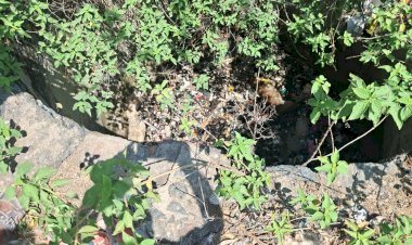 बिना मुंडेर के कुएं से स्वान को निकाला सुरक्षित