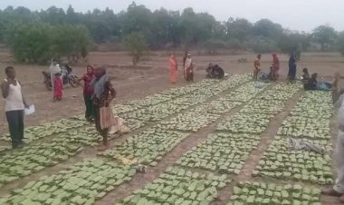 25 फडों में तेंदूपत्ता खरीदी जारी 4400 मानक बोरा खरीदी का लक्ष्य