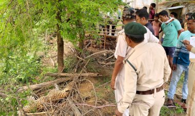 CG:जंगल में मृत मिला तेंदुआ, वन विभाग के अधिकारियों में मचा हड़कंप..