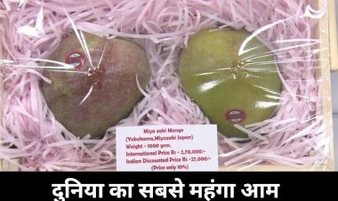 Chhattisgarh News : गजब का आम...आम है या सोना, 2.5 लाख रुपये किलो बिकता है ये खास आम...325 किस्मों के बीच बन रहा आकर्षण का केंद्र…