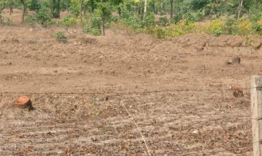 मस्तूरी के भरारी जंगल से काटें जा रहें बड़े बड़े वृक्ष जंगली जानवरों को भविष्य में हो सकता हैं खतरा चोरों ने बनाया टार्गेट कहां हैं जिम्मेदार क्या ऐसे होगी जंगल की रखवाली पढ़े पूरी खबर