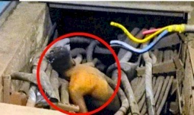 CG - भिलाई स्टील प्लांट में बड़ा हादसा, इलेक्ट्रिक केबल के जाल के बीच युवक की मिली लाश, शरीर पर नहीं थे कपडे, हादसा या फिर.... पुलिस जांच में जुटी.....