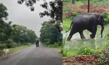 CG - हाथियों का आतंक जारी : दंतैल हाथी ने जमकर मचाया उत्पात, सुबह सैर के लिए निकली महिला को कुचला, अस्पताल में हुई मौत.....