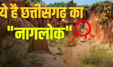 नाग पंचमी विशेष : छत्तीसगढ़ में है धरती का नागलोक, जहां पाई जाती है सांपों की कई प्रजातियां, हर तरफ मंडराता है मौत का साया.....