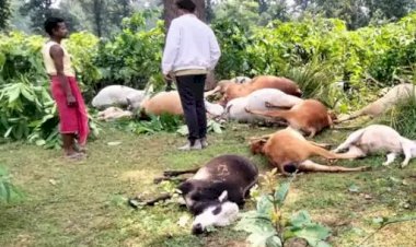 CG - वज्रपात ने मचाई तबाही : आकाशीय बिजली की चपेट में आने से 20 पशुओं की मौत, इलाके में मचा हड़कंप.....