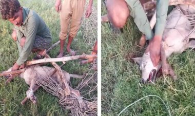 आतंक का पर्याय बने आदमखोर पांचवे भेड़िए को वन विभाग की टीम ने पकड़ा छठे की तलाश जारी पढ़े पूरी ख़बर