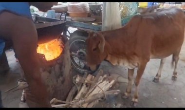 CG - ये गाय खाती है जलते हुए अंगारे, लोग भगवान का आशीर्वाद मान कर रहें पूजा-पाठ, चमत्कार या कुछ और, जाने पूरा माजरा.....