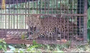 CG - ग्रामीण के बनाए फंदे में फंसा तेंदुआ, जंगल सफारी ले जाते ही हो गई मौत, मचा हड़कंप, हिरासत में ग्रामीण......