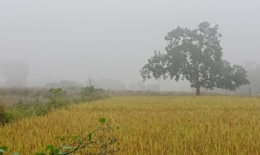 CG - ग्रामीण क्षेत्रों में दिखा दाना तुफान जैसा असर, हरवेल क्षेत्र में भी दिखा सुबह से ही कोहरा...