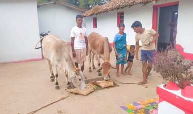 CG - ग्रामीण अंचलों में गोवर्धन पूजा की धूम...