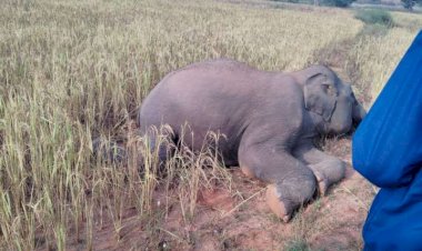 छत्तीसगढ़ में फिर एक हांथी की मौत वन विभाग में हड़कंप कुछ दिन पहले ही हाई कोर्ट नें इसी मामले में की थी सख्त टिप्पड़ी पढ़े पूरी ख़बर