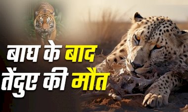 CG - बाघ के बाद अब तेंदुए की संदिग्ध मौत, सवालों के घेरे में पार्क प्रबंधन, घटना की जांच जारी.....