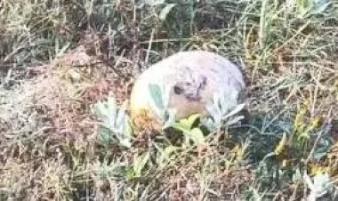 CG - खेत में मिला नरकंकाल,इलाके में फैली सनसनी, कंकाल के पास से मिला ये सामान, शिनाख्ती में जुटी पुलिस.....