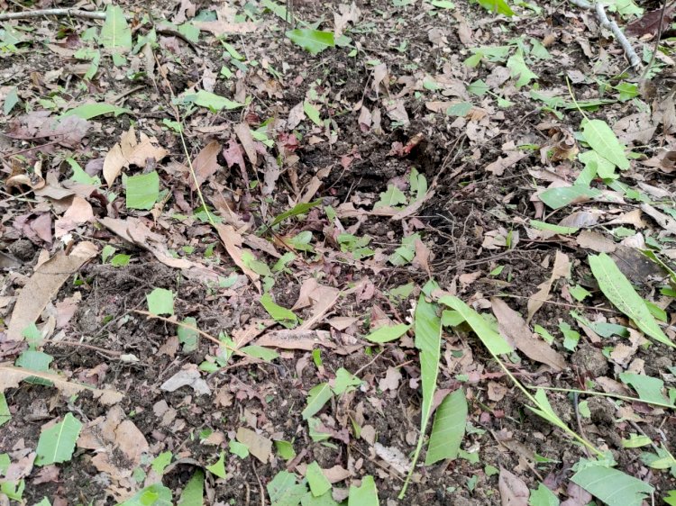 सुकमा-नक्सलियों के मंसूबों को जवानों ने किया नाकामयाब,5किलो के प्रेसअर बम को बरामद कर मौके पर किया निष्क्रिय
