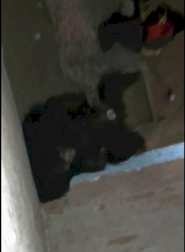 CG VIDEO ब्रेकिंग :- जब गांव में घुसा भालू तो बैल ने पटक-पटक कर मारा, छिपने के लिए मकान में घुसा तो सास और बहू पी रहे थे चाय….फिर जो हुआ देखिये विडियो