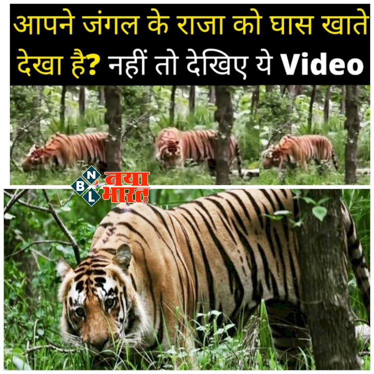 VIDEO: टाइगर रिजर्व में घास खाता नजर आया बाघ.... घास कुतरते बाघ का वीडियो जमकर हो रहा वायरल.... देखें VIDEO.....