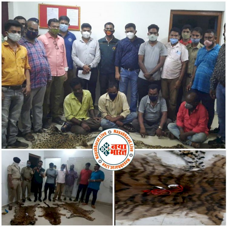 CG बड़ी खबर: WCCB की बड़ी कार्रवाई.... 4 तेंदुए और 1 शेर की खाल जब्त.... 6 तस्कर गिरफ्तार.... नाखून और दांत भी जब्त....