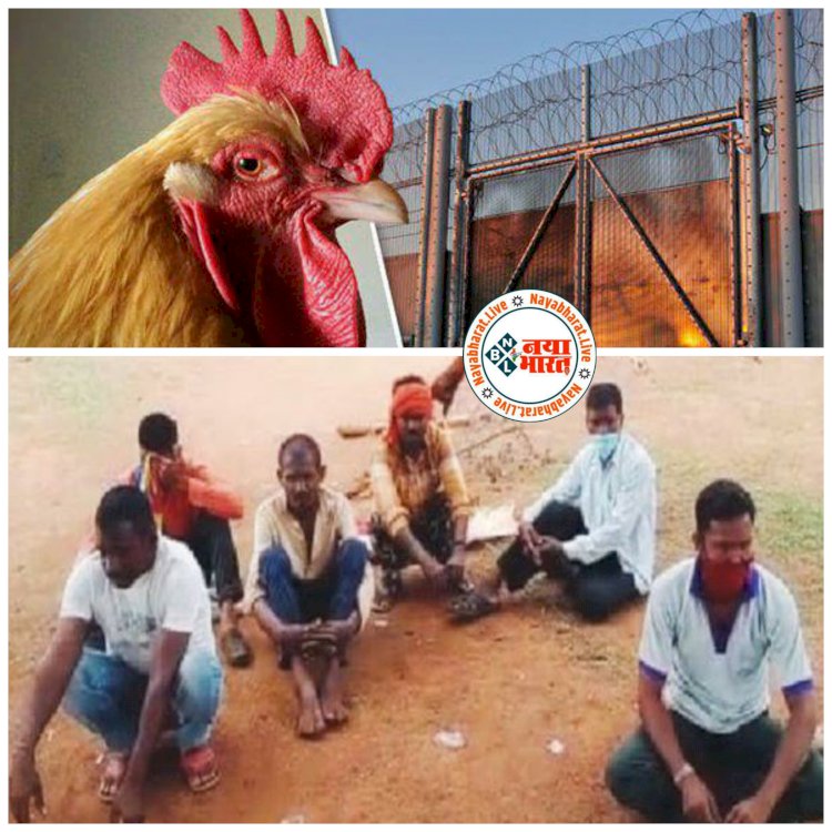 मुर्गों की गिरफ्तारी CG ब्रेकिंग: मुर्गा लड़ाई पर लग रहे थे दांव.... पुलिस पहुंची तो मच गई भगदड़.... जुर्म मालिक का, लॉकअप में पहुंच गए मुर्गे.... 6 जुआरियों को भी पकड़ा......