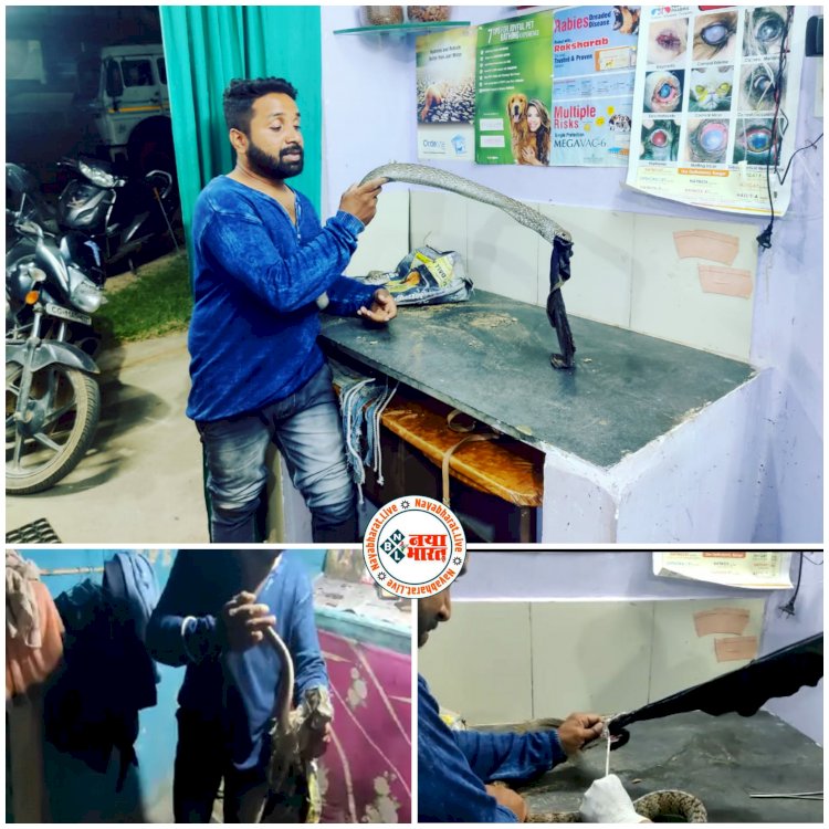 CG VIDEO बड़ी खबर: शिकार नहीं मिला तो कपड़ा निगल गया सांप.... फिर छटपटा कर इधर-उधर भागने लगा.... घर वाले भी देखकर रह गए दंग.... फिर जो हुआ.... ऐसे बची जान.... देखें VIDEO.....