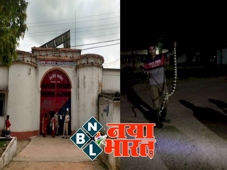 CG VIDEO ब्रेकिंग: जिला जेल में निकला विषैला अहिराज सांप.... 6 फीट लंबा जहरीला अहिराज सांप देख मचा हड़कंप.... फिर जो हुआ.... देखें VIDEO.......