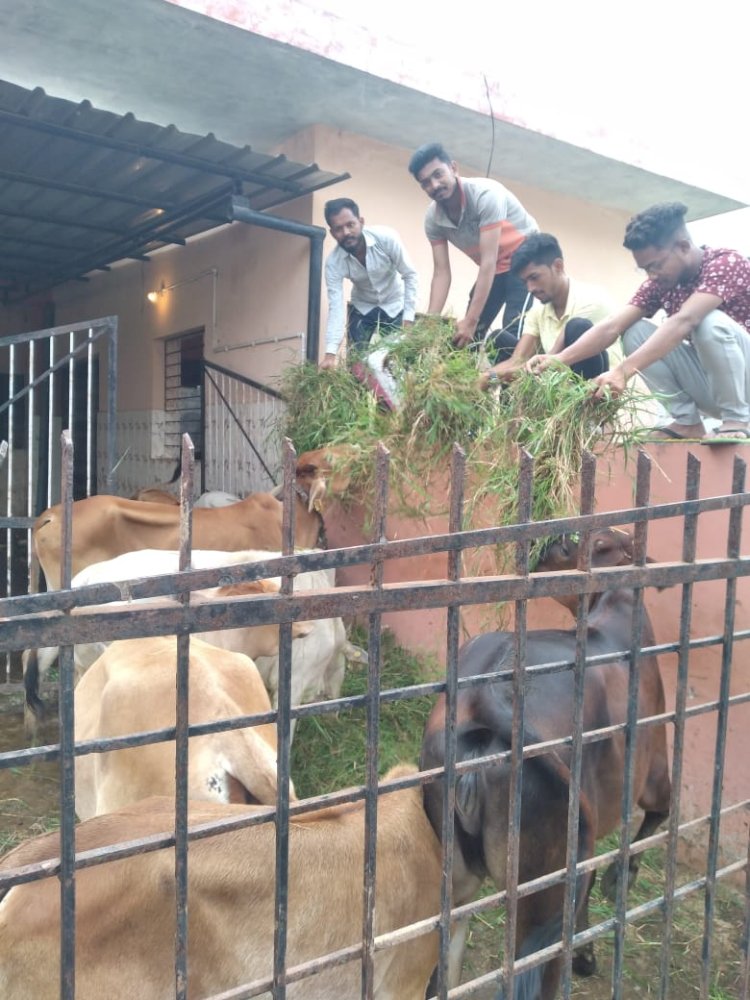 भारतीय जनता युवा मोर्चा नगरी शहर के द्वारा किया गया गौ सेवा...