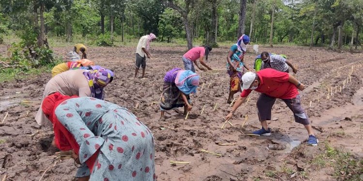 चारागाह विकास के लिए गौठाने में रोपे गए नेपियर घास पशुओं के लिए साल भर रहेगी चारे की व्यवस्था