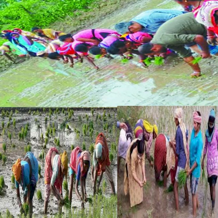 मां अन्नपूर्णा की गीत गाकर रोपाई कर रहे हैं महिलाएं। सावन,भादों के पानी झिकुर मारे तोर, बिना रहे में कुंवारे।