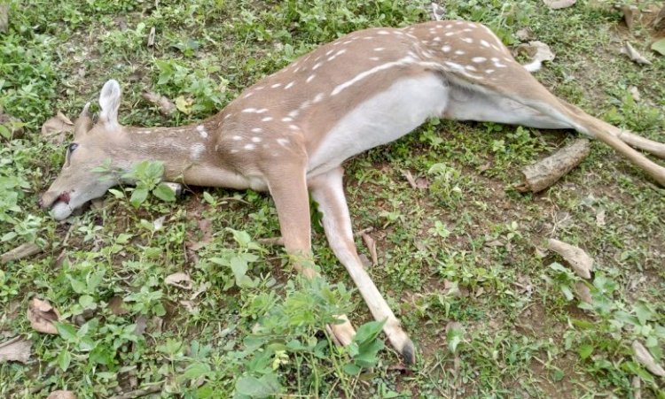 कुत्तों के झुंड ने चीतल पर किया हमला...हुई मौत...बिरगुड़ी रेंज के बोराई सीतानदी टाईगर रिजर्व बीट का मामला..