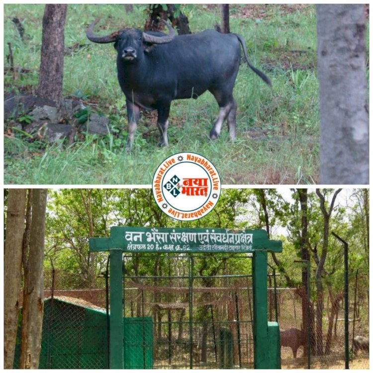 CG इकलौती मादा वनभैसा की मौत :राजकीय पशु के संरक्षण-संवर्धन मुहिम को बड़ा झटका……मादा वनभैसा ‘खुशी’ की हुई मौत ,वन विभाग में मचा हडकंप….….