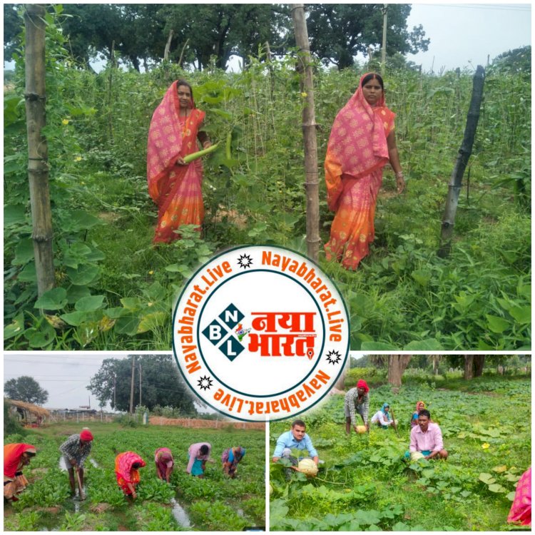 चारागाह बना समूह के स्वावलम्बन का जरिया, महिलाएं सामुदायिक बाड़ी में उत्पादित कर रहीं जैविक सब्जियां..ग्राम पचपेड़ी की महिलाएं गौठानों में दे रहीं बहुआयामी गतिविधियों को अंजाम...