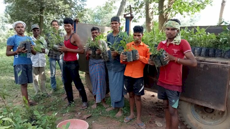 सराईटोला माल,जोराडबरी चटर्रीबाहरा के ग्रामीणो ने किया प्रेरणादायक पहल..सामुदायिक वन भूमि पर लगाए 2200 फलदार एवं छायादार पौधा रोपण किया गया..