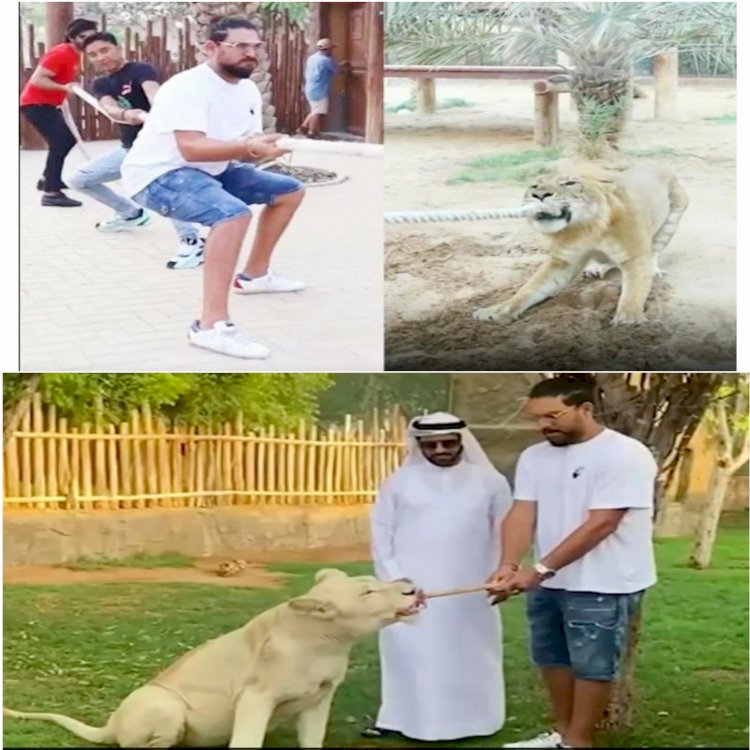 खुंखार से पंगा लेते दिखें क्रिकेट के सिंह 'युवराज' VIDEO: लाइगर के साथ रस्साकशी करते दिखे युवराज सिंह.... युवराज ने 'लाइगर' से किए दो-दो हाथ.... ‘सिक्सर किंग’ का कैसा हुआ हाल?.... देखें VIDEO किसकी हुई जीत......