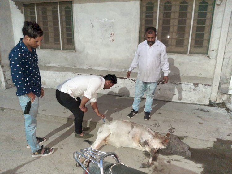 समाचार पत्र वितरक लखवानी ने बीमार बछड़े को पहुंचाया हॉस्पिटल