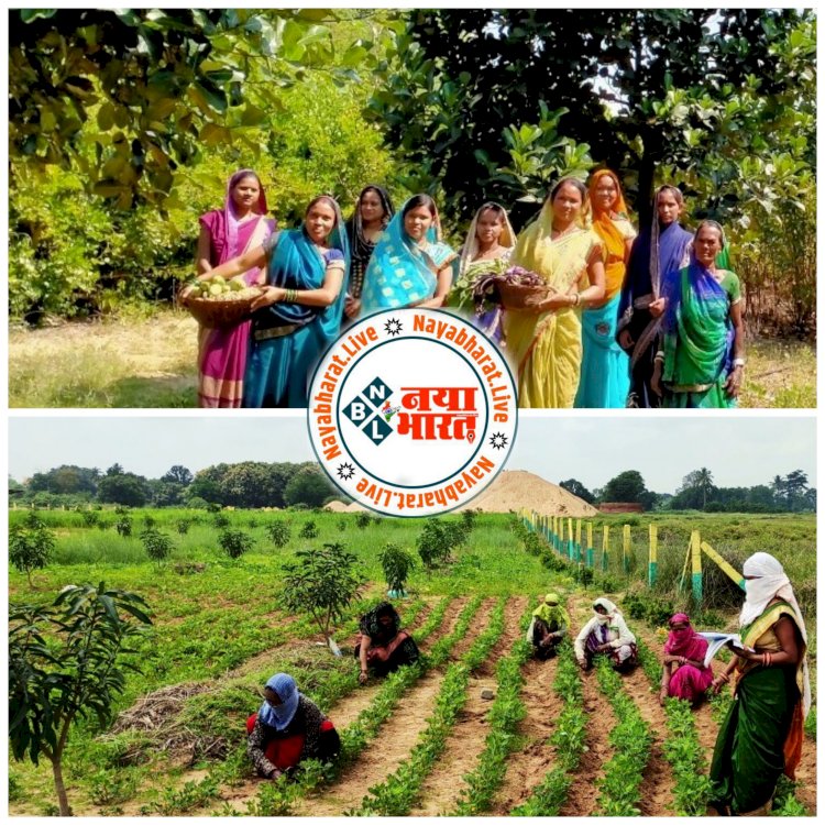 DHAMTARI : महिला मेट की कोशिशों से ग्राम सिरसिदा में बिखर रही फलदार पेड़ों की हरियाली समूह की महिलाएं फल उत्पादन के साथ उद्यानों में कर रहीं अंतरवर्ती फसलों की खेती मनरेगा और डीएमएफ के अभिसरण से हरियाली के साथ-साथ आजीविका का भी संवर्धन..