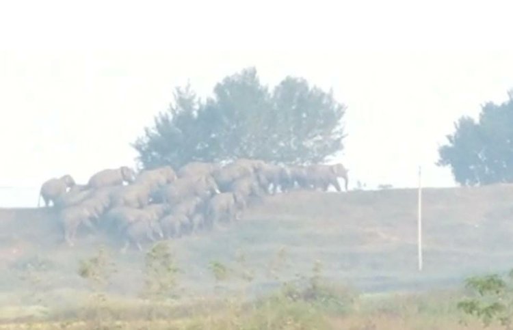 अम्बिकापुर शहर के क़रीब दो दर्जन हाथियों का दल फसलों को रौंदते हुए बढ़ रहा आगे।