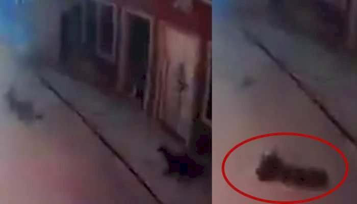 'डर सबको लगता है' VIDEO: तेंदुए को देख कुत्ते को आया हार्ट अटैक.... तड़प-तड़प कर मौत.... देखें मौत का VIDEO.......