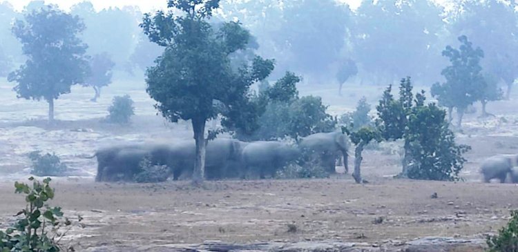 CG- 'सेल्फी' न लेने की सलाह: जंगली हाथियों से बचाव के लिए वन विभाग ने जारी की एडवाईजरी.... जंगली हाथियों के साथ फोटो और सेल्फी न ले.... बनाएं उचित दूरी.... पढ़िए पूरी एडवाईजरी......