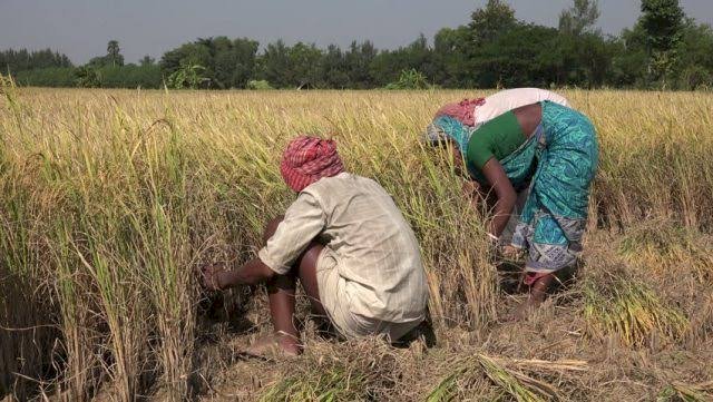 CG- 4.41 लाख भूमिहीनों ने मांगा न्याय: CG में ग्रामीण भूमिहीन कृषि मजदूर न्याय योजना के लिए 4.41 लाख से ज्यादा आवेदन.... मिलने हैं 6 हजार रुपए.... खाते में आएगी सीधे.....