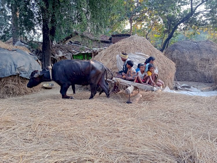 आधुनिक युग में आज भी कई गांवों में पारंपरिक तौर पर बैलगाड़ी और बेलन से धान की होती है मिसाई बच्चे भी बेलन और बैलगाड़ी में बैठकर लेते है मजा पढ़े पूरी खबर