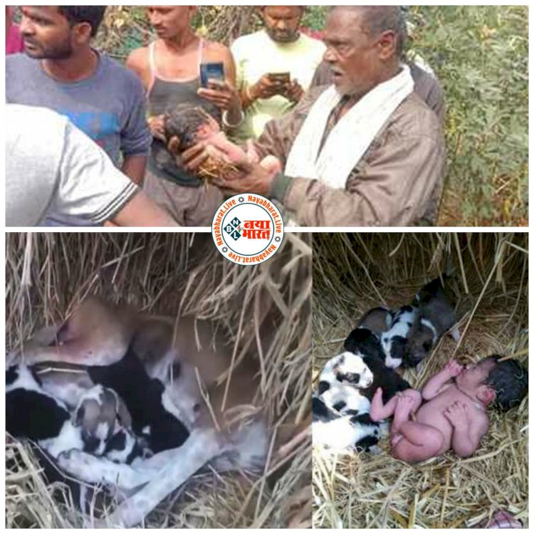 CG- मानवता हुई शर्मसार: मां ने 1 दिन के नवजात बच्ची को पिल्लों के पास छोड़ा.... कुत्ते ने निभाया मां का फर्ज.... कुतिया ने अपना बच्चा समझ रातभर पाला.... ठंड में रात भर पास सुलाये रखा.... नहीं आने दी खरोंच तक…. फिर हुआ ये......