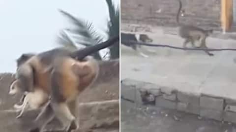 जानवरों के 'गैंगवार' का VIDEO: बंदरों और कुत्तों में खूनी जंग.... खून का बदला खून से ले रहे बंदर.... एक-एक कर मार दिए 250 कुत्ते.... मचा हड़कंप.... देखिए VIDEO.....