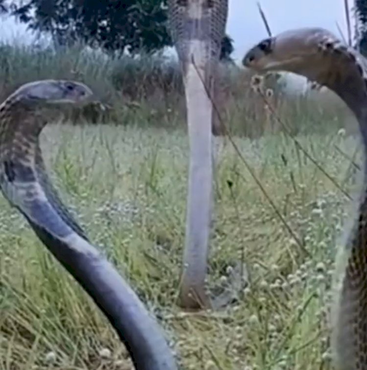 तीन कोबरा एक साथ VIDEO: क्या हुआ जब सामने खड़े हो गए तीन किंग कोबरा सांप..... दिल थामकर देखें ये वीडियो.....