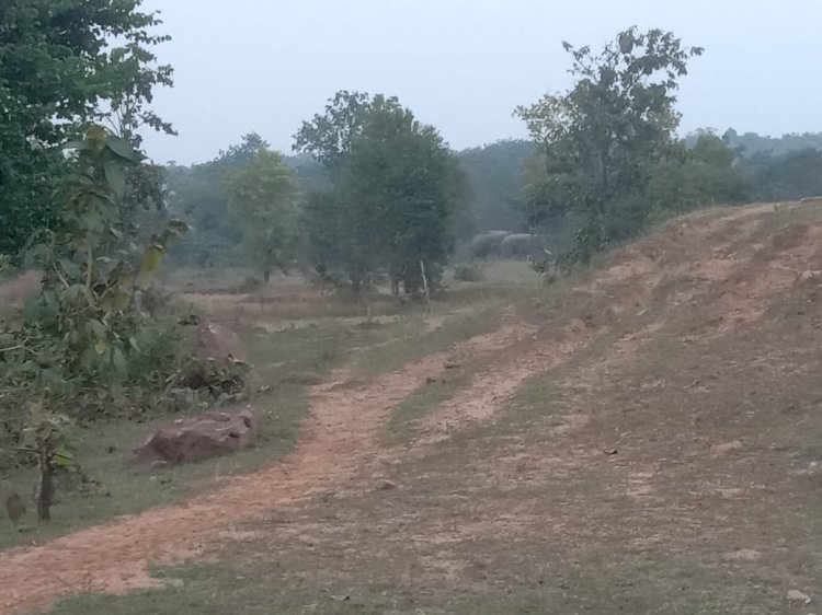 गजराज ब्रेकिंग : 4 शावक समेत 30 हाथियों के दल का फिर हुआ एंट्री....लोगों में दहशत, वन और सहकारिता विभाग के अमला हुए चौकन्ने....... मुनादी कराकर लोगों किया जा रहा सतर्क,बीते समय हाथियों के हमले से एक युवक की गई थी जान...SDM कौशिक बोले.. पढ़िए पूरी खबर..!