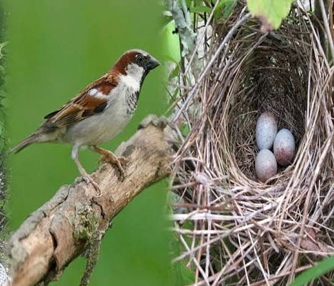 वन चेतना केंद्र कोडार “मोर चिरैया” कार्यक्रम के तहत विद्यार्थियों को चिड़ियाओ की सुरक्षा और घोंसला बनाने की जानकारी विभाग के द्वारा दी जाएगी पढ़े पूरी खबर