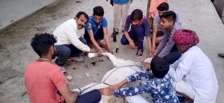 बीमार गौमाता को चिकित्सालय पहुंचाकर करवाया उपचार